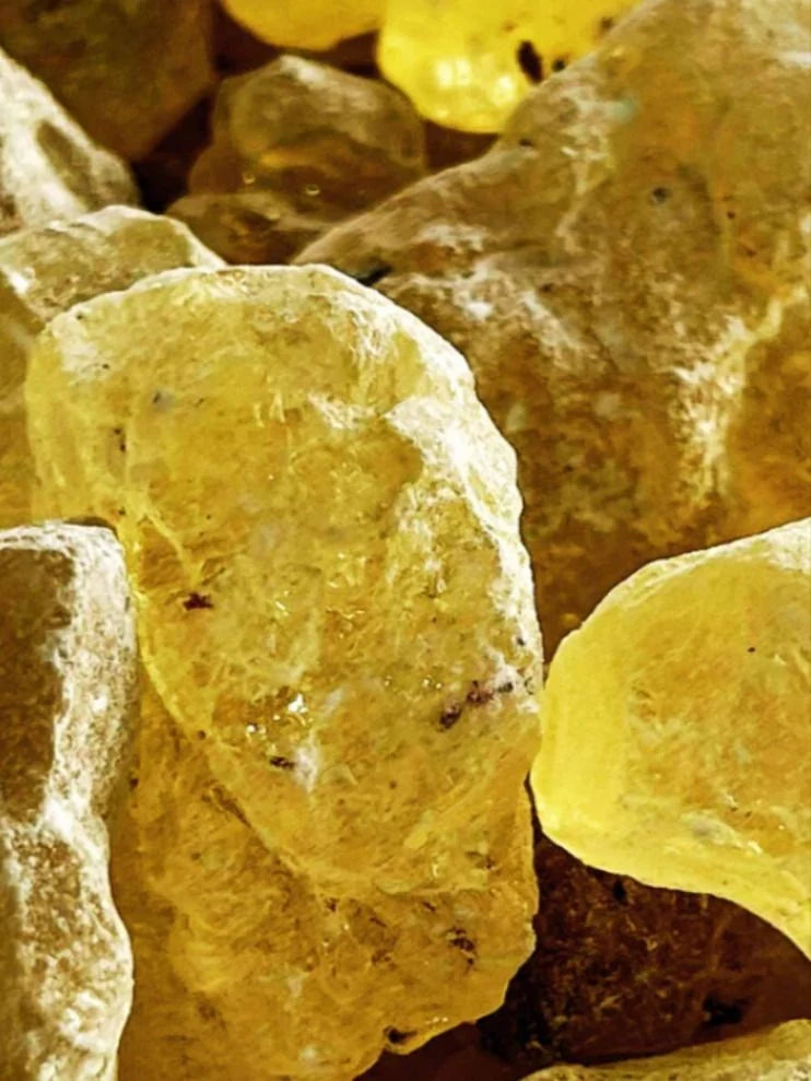 Pale copal resin pieces lit by warm sunlight