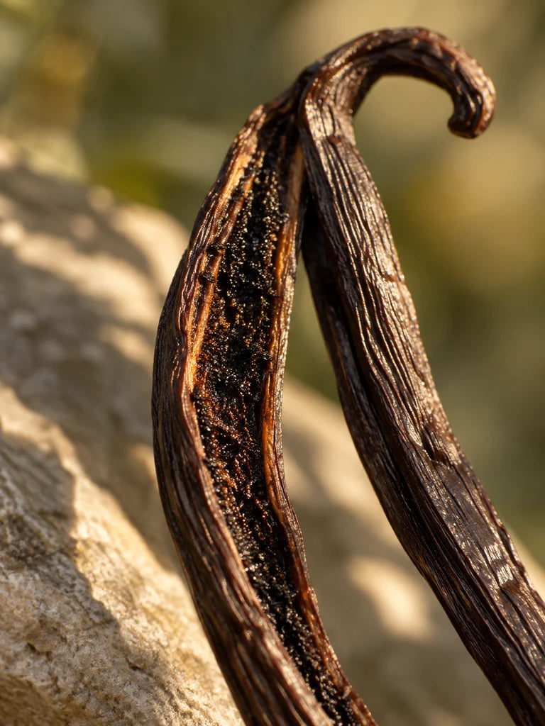 Dark cured vanilla pods with a split pod revealing its tiny seeds