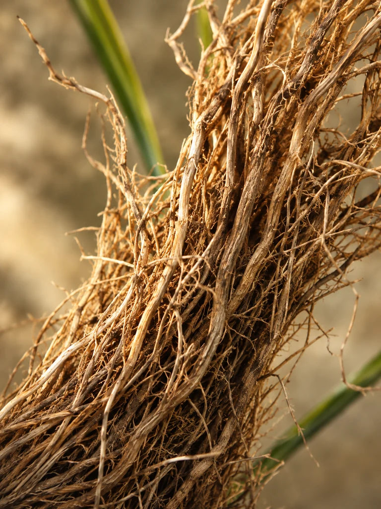 Fine pale vetiver roots arranged on warm stone in low sunlight
